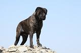 BULLMASTIFF 338